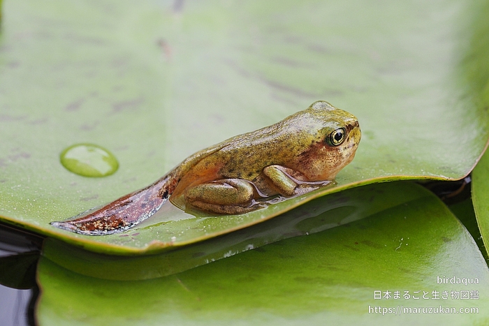 ニホンアマガエル