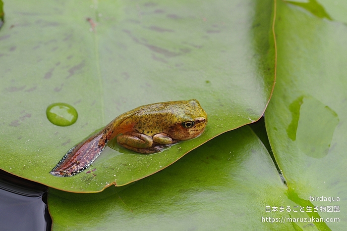 ニホンアマガエル