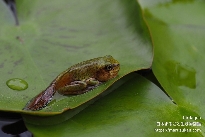 ニホンアマガエル