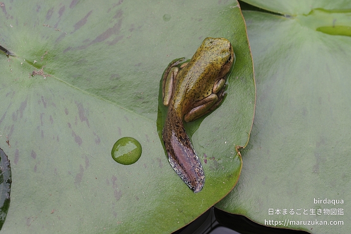 ニホンアマガエル