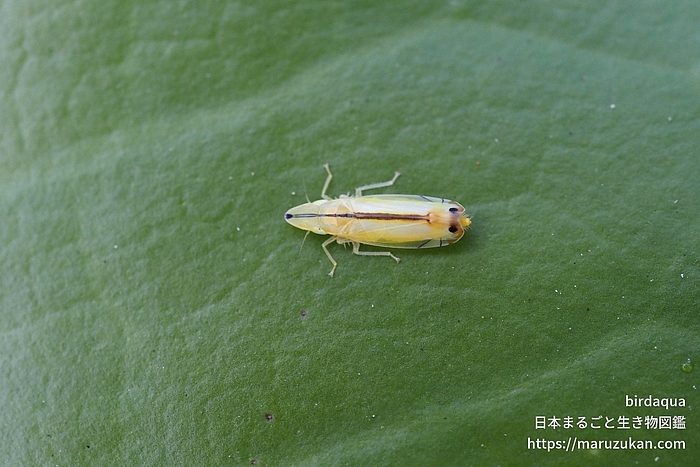 クロスジホソサジヨコバイ