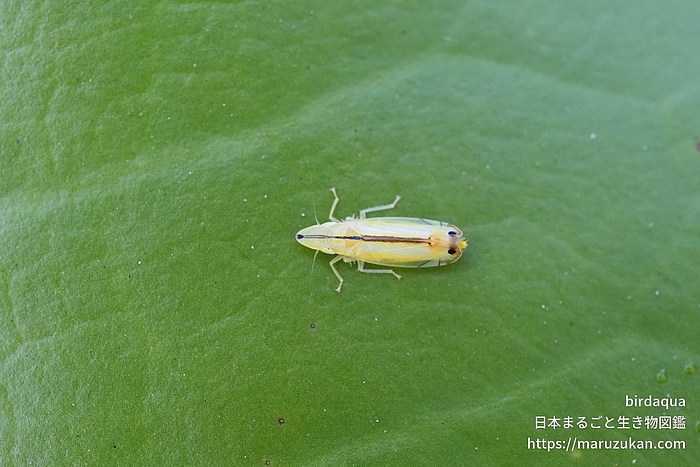 クロスジホソサジヨコバイ