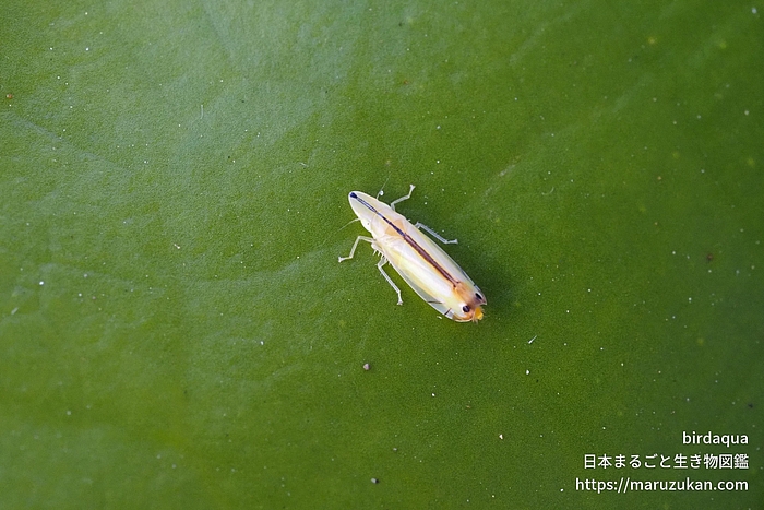 クロスジホソサジヨコバイ