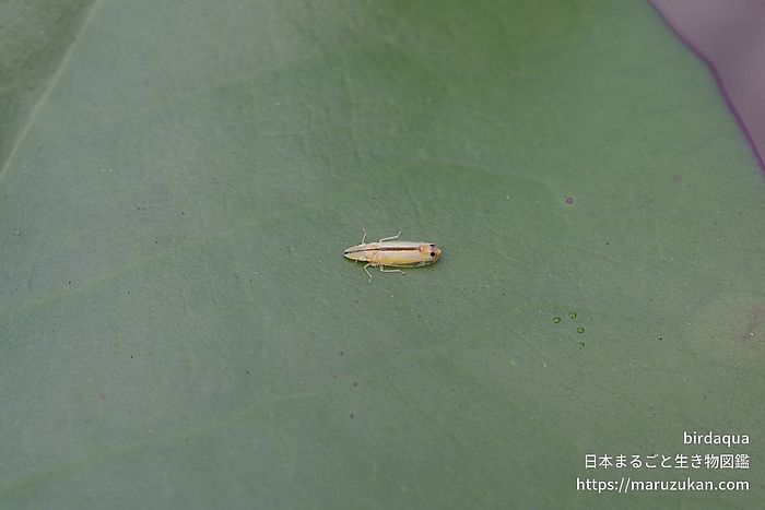 クロスジホソサジヨコバイ