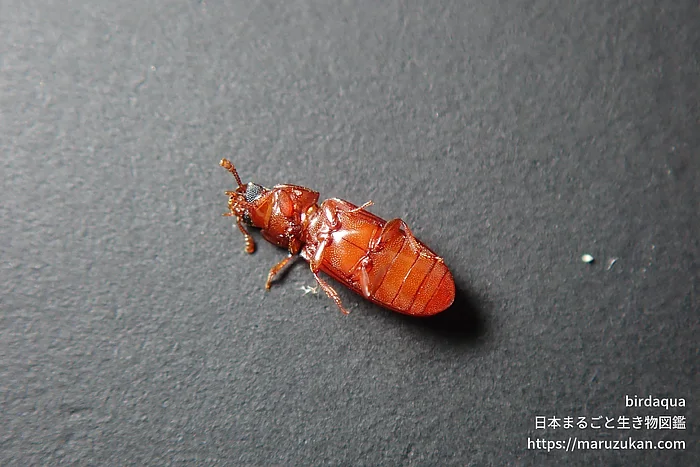 コクヌストモドキ（成虫）の写真
