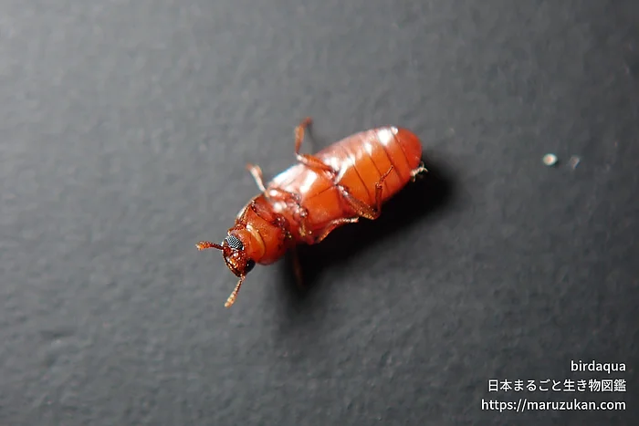コクヌストモドキ（成虫）の写真