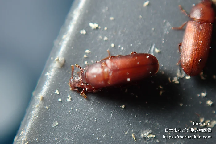 コクヌストモドキ（成虫）の写真