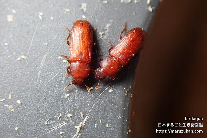 コクヌストモドキ（成虫）の写真