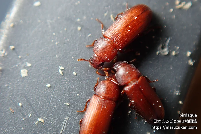 コクヌストモドキ（成虫）の写真