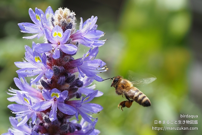 ニホンミツバチ