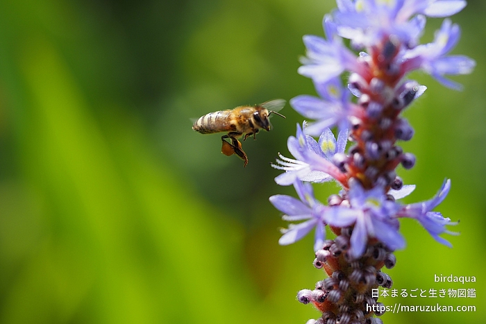 ニホンミツバチ