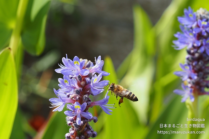 ニホンミツバチ