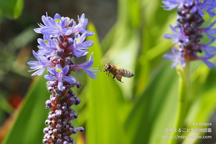 ニホンミツバチ