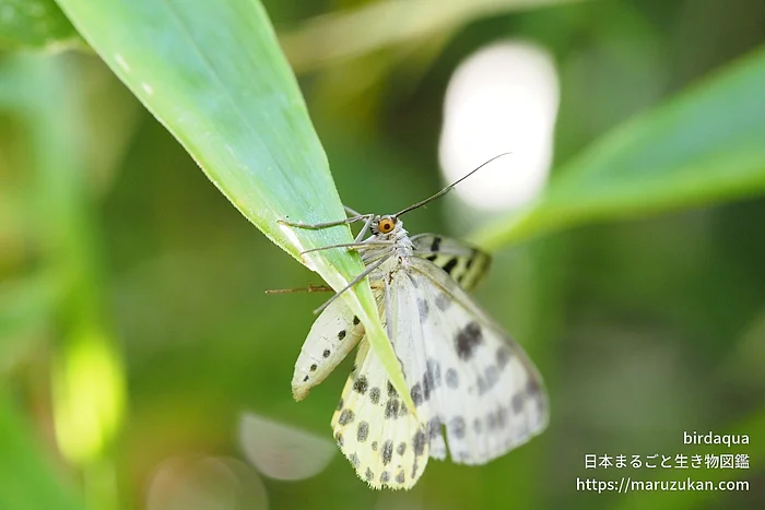 ヒョウモンエダシャク（成虫）の写真