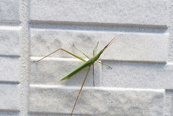 ショウリョウバッタ