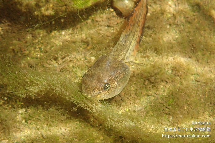 ニホンアマガエル