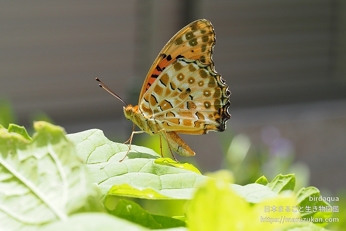 ツマグロヒョウモン