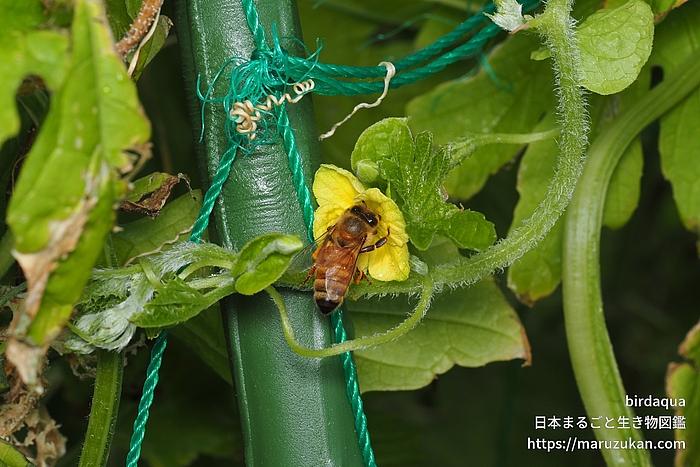 セイヨウミツバチ