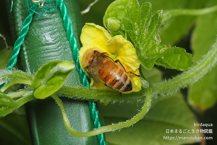 セイヨウミツバチ