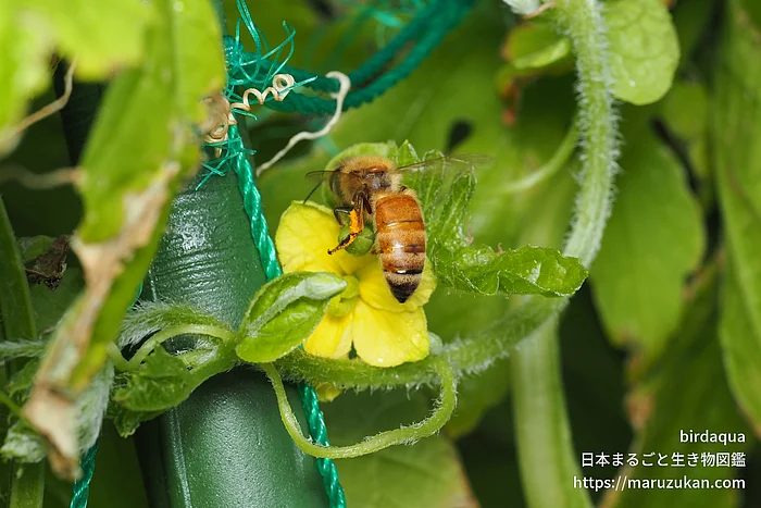 セイヨウミツバチ（成虫）の写真