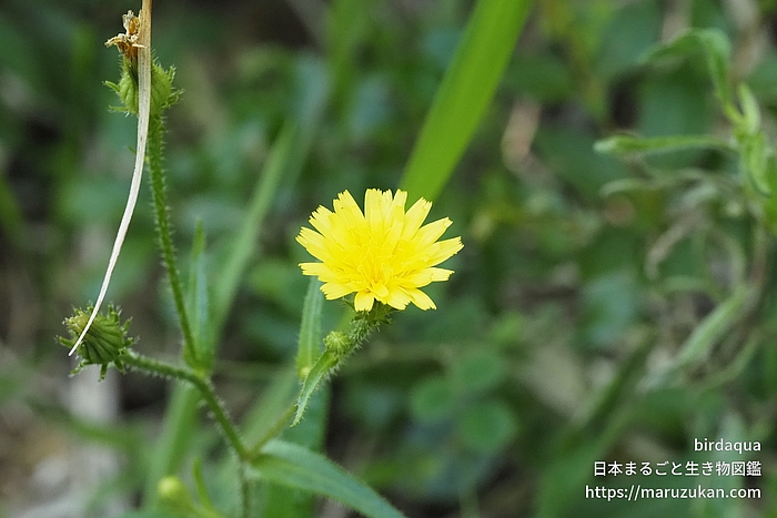 コウゾリナ 日本まるごと生き物図鑑