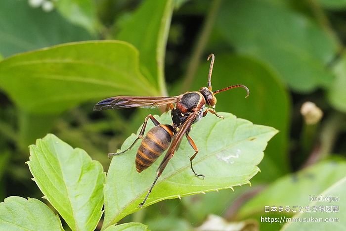 キボシアシナガバチ