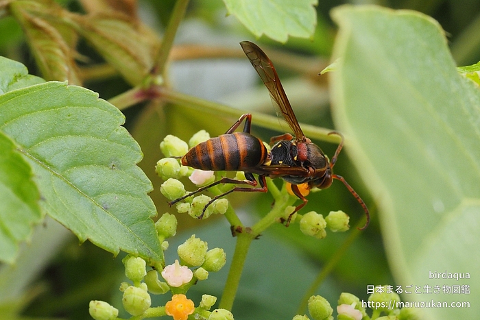 キボシアシナガバチ