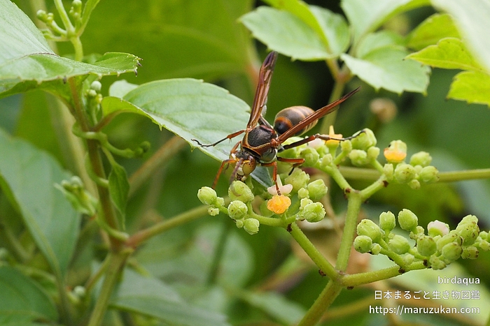 キボシアシナガバチ