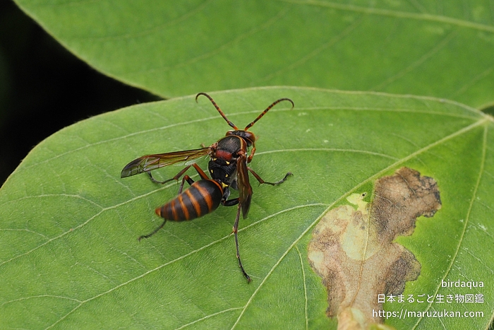 キボシアシナガバチ
