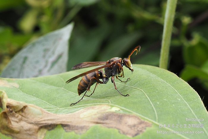 キボシアシナガバチ