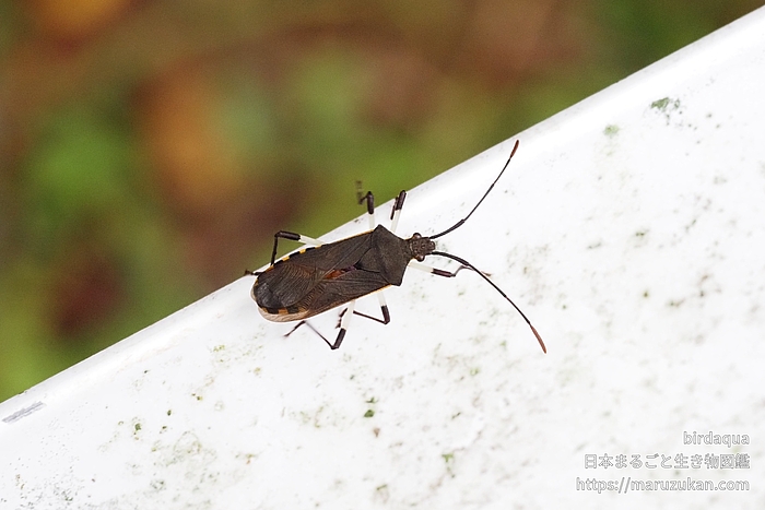 キバラヘリカメムシ