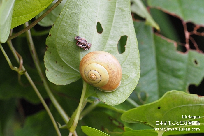 コハクオナジマイマイ