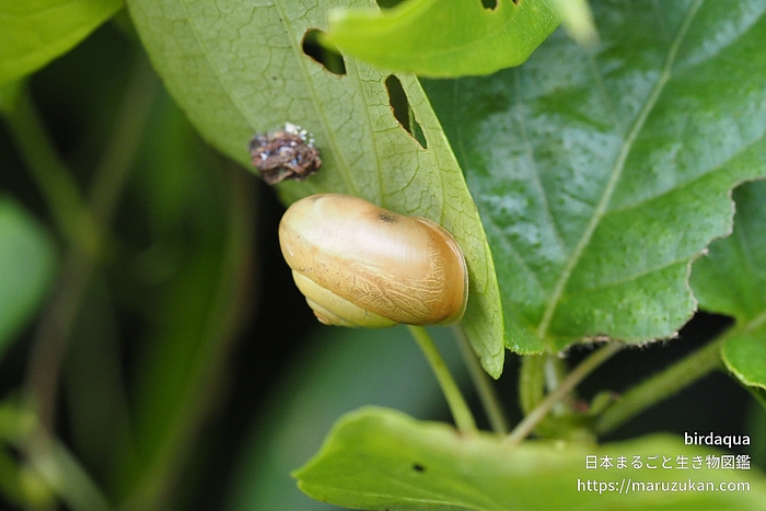 コハクオナジマイマイ