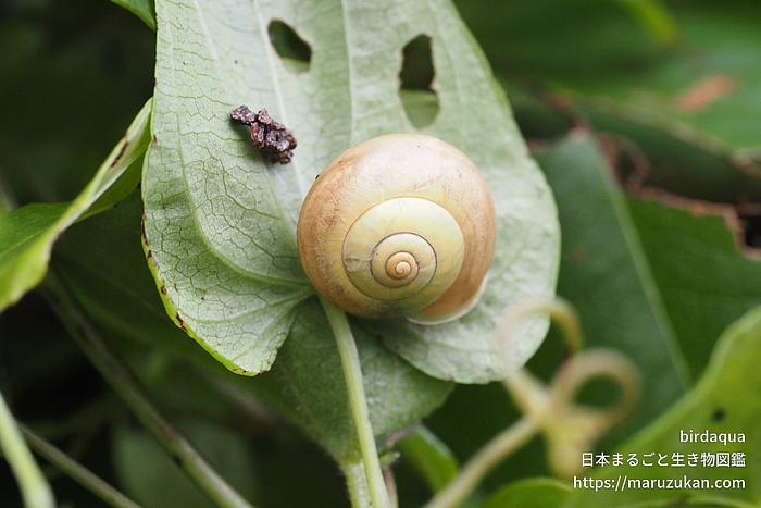 コハクオナジマイマイ