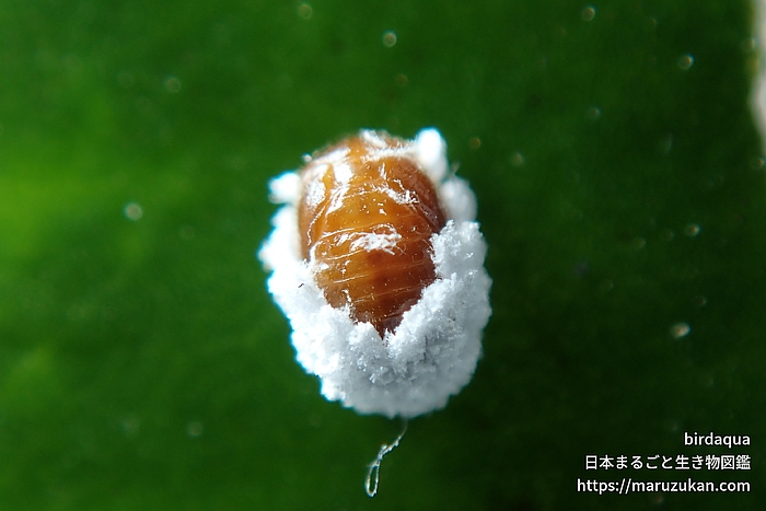 クロヘリヒメテントウ