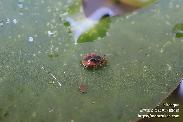 クロヘリヒメテントウの写真