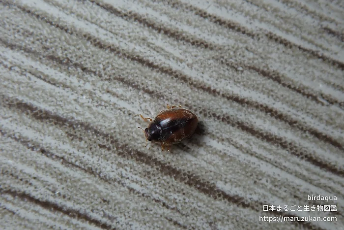 クロヘリヒメテントウの写真