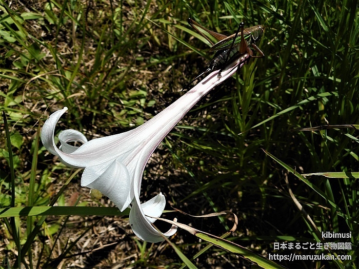 ヒガシキリギリス