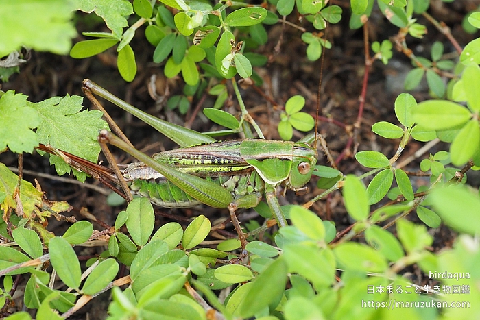 ヒガシキリギリス