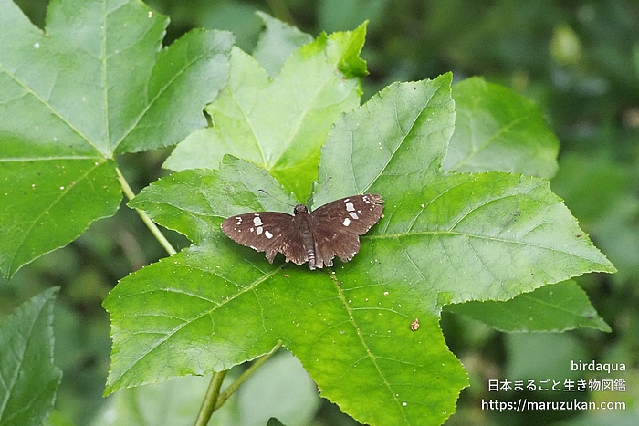 ダイミョウセセリ