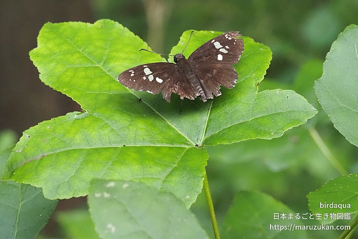 ダイミョウセセリ