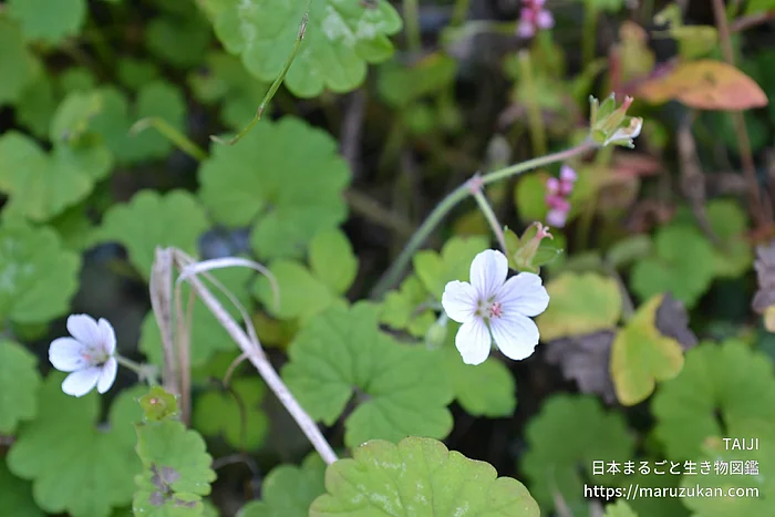 ゲンノショウコ（花）の写真