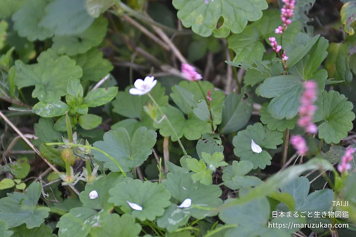ゲンノショウコ（花）の写真