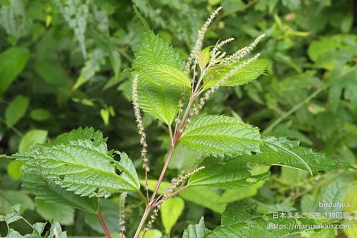 クサコアカソ（花）の写真