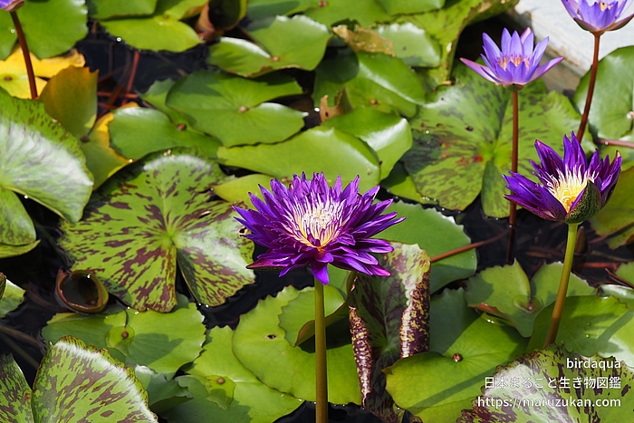 プラムクレイジー