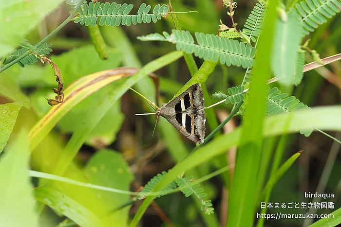 ナカグロクチバ（成虫）の写真