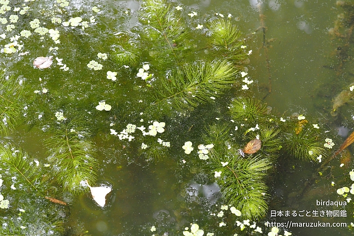 マツモ 