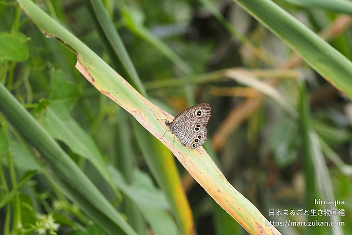 ヒメウラナミジャノメ