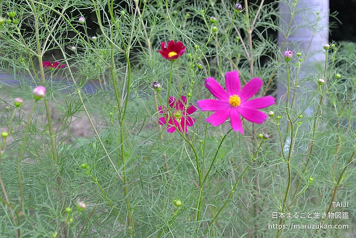 オオハルシャギク（花）の写真