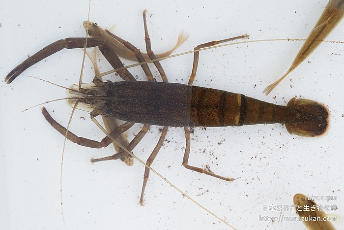 ヒラテテナガエビ